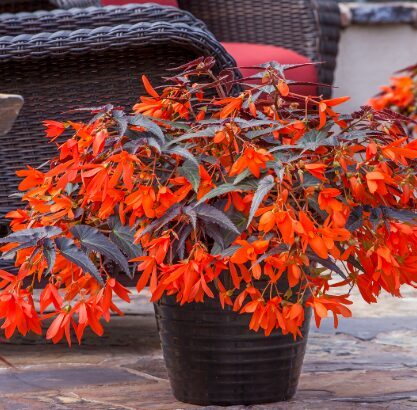 Bolīvijas begonija 'La Paz Dark Leaf Orange'